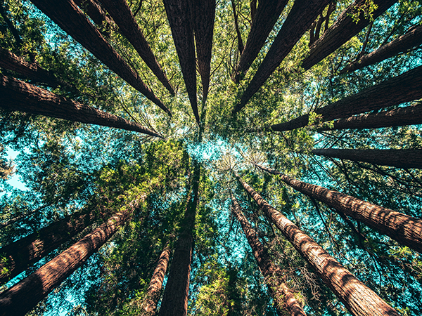 Looking up at tall skinny tree trunks with foliage against a blue sky