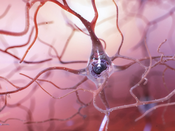 Healthy neuron