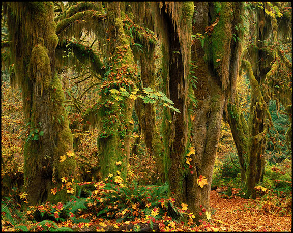 Hoh Rainforest by Art Wolfe